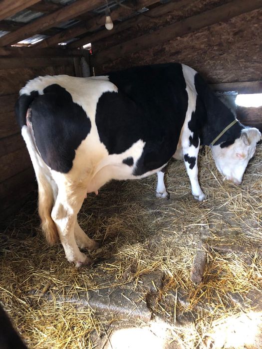 Vand vaca baltata romaneasca