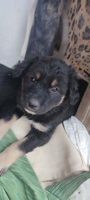 Отдадим щенков бесплатно в хорошие добрые руки .пишите ватца