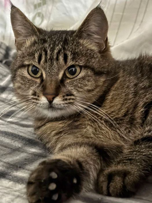Добрая домашняя кошка, бесплатно!