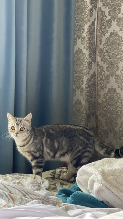 Кошка ищет любящий дом