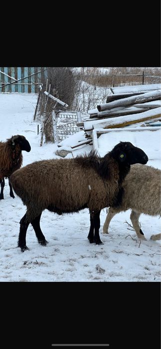 Еркек қошқар сатылады! Семіз