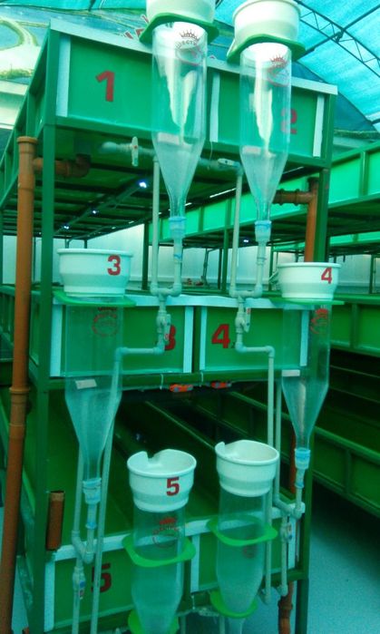 Заробител Есетра