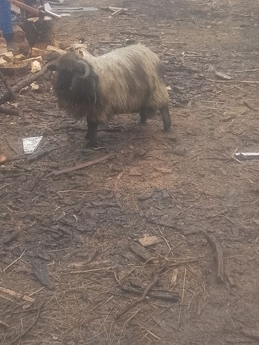 De vânzare doua capre