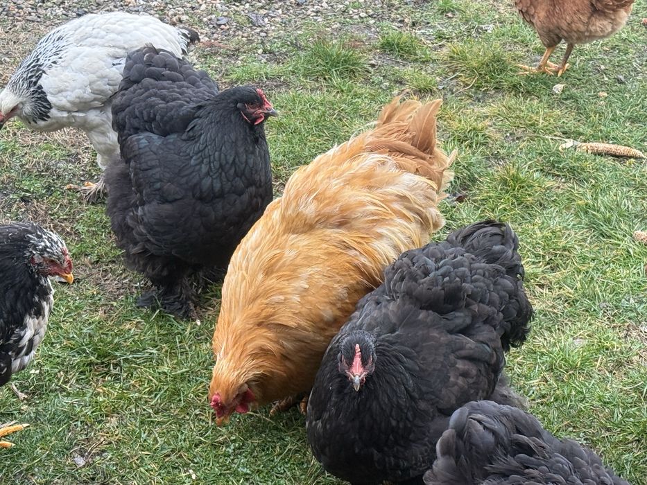 Cochinchina portelan,galben,negru si albastru