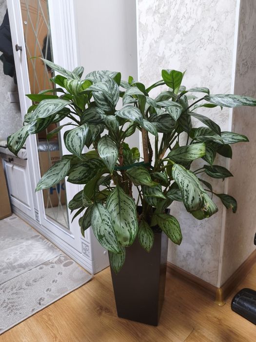 Аглаонема Сильвер Бей в высоком кашпо