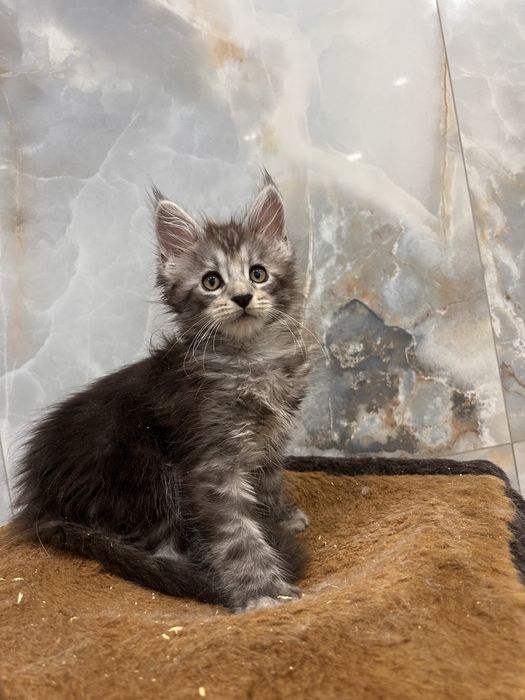 Котята мейн кун полидакты
