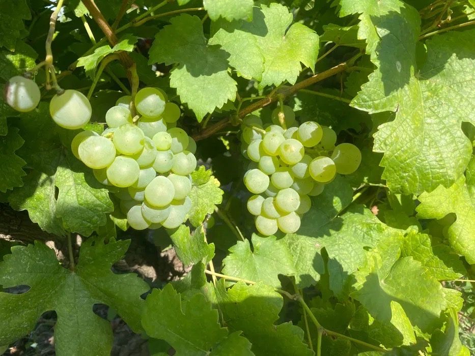Struguri de vin cu soiuri deosebite din Podgoria Huși