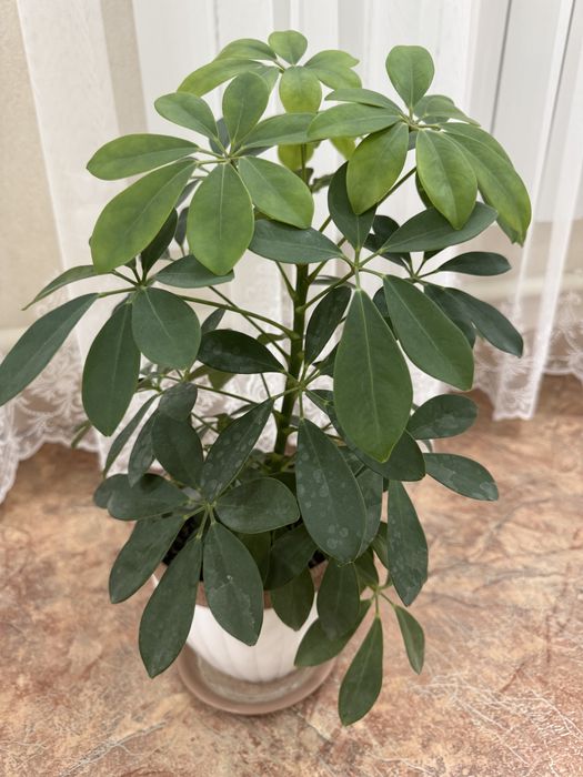 Продам комнатное растение Шефлеру