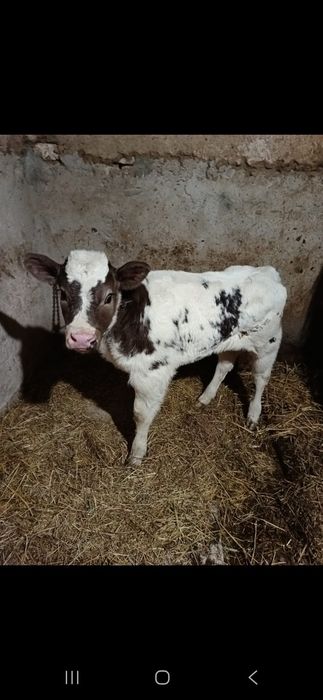 Vând vitea belgiana