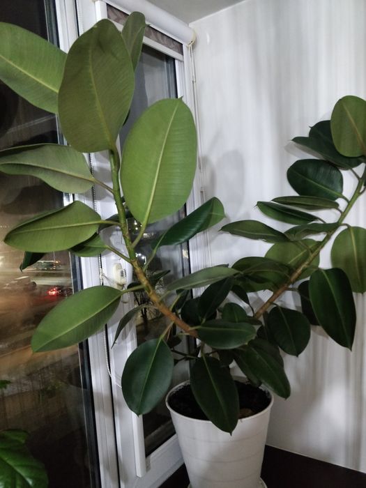 Фикус  каучуконосный.Шефлера.