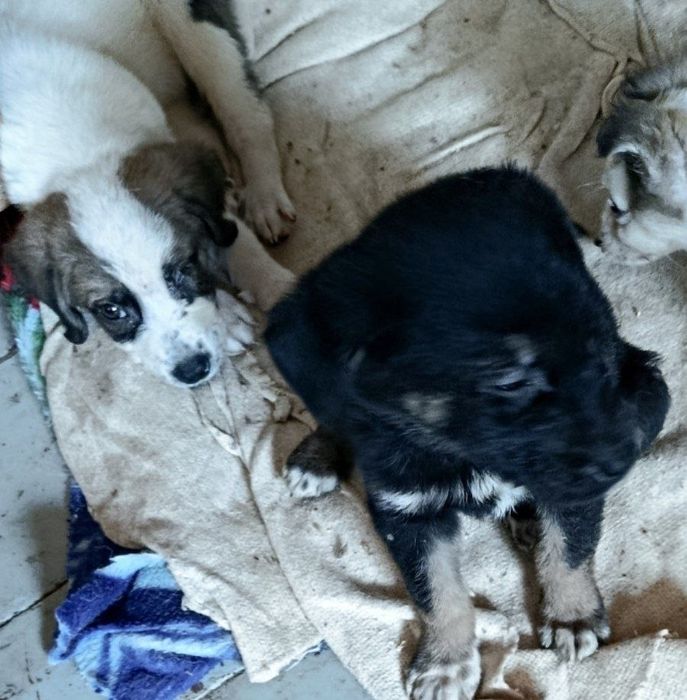 Пристраиваються щенята и мама щенят.