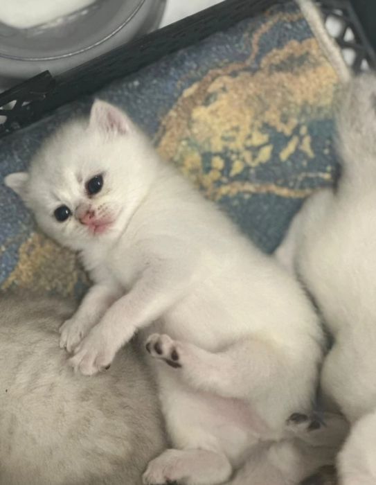 Британские котята, мальчики и девочки