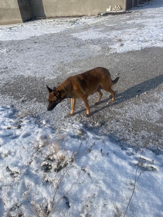 Бельгийские Щенки  Малинуа