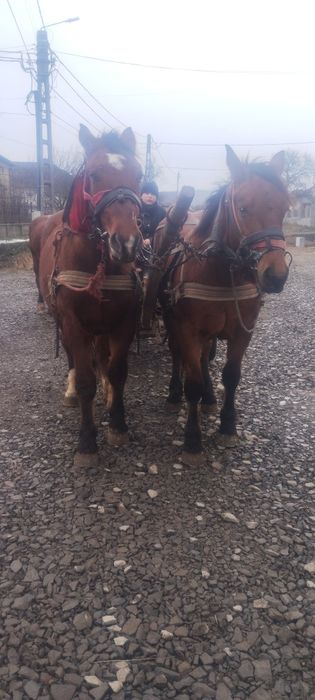 Vând sau schimb cu armăsar