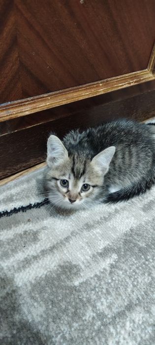 Котенок, девочка
