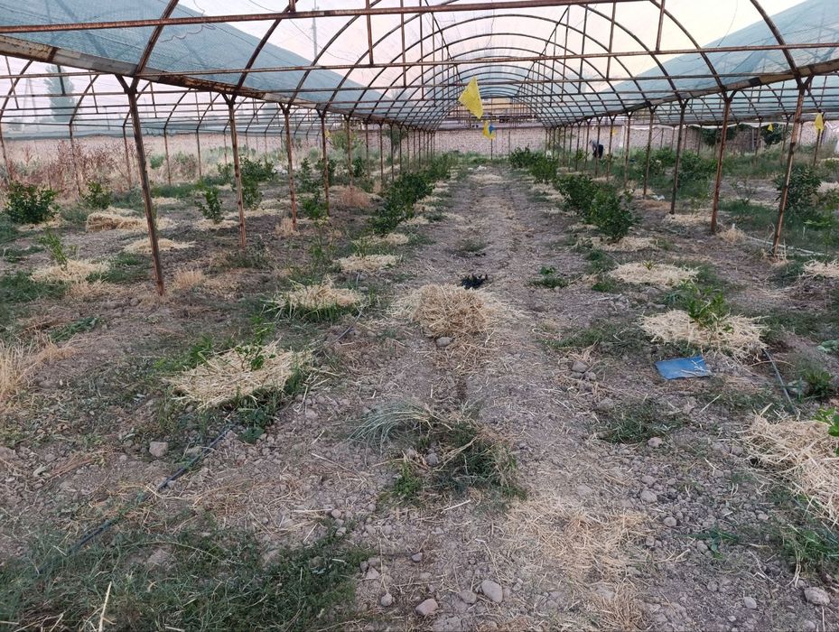 Продается теплица изготовлена из материала контейнера