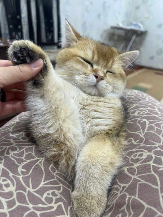 Золотистый шиншилла на вязку