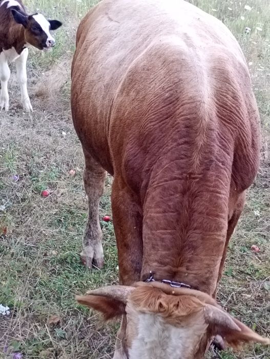 Taur de vânzare în vârstă de 1 an și 3 luni