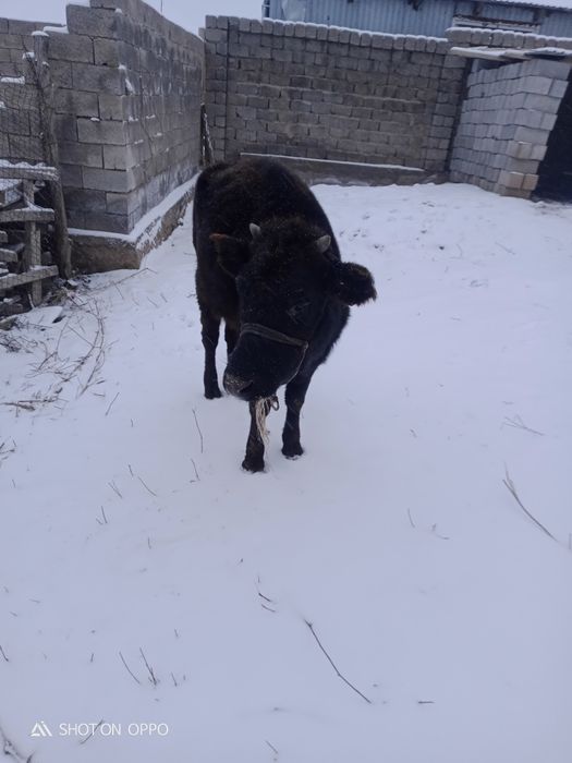 Қашар өте ақылды