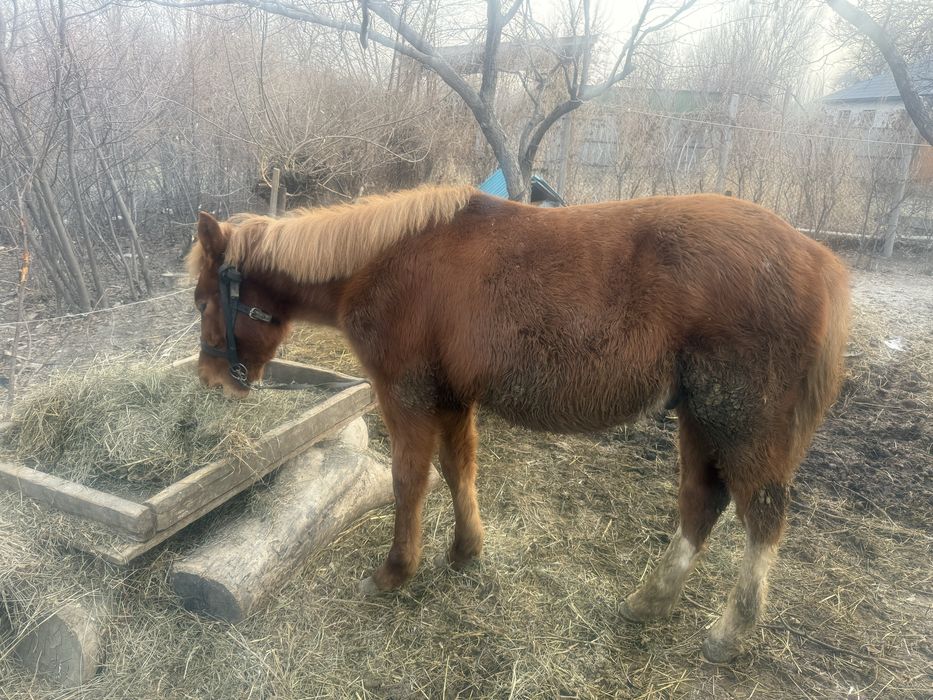 Срочна тай сатылады 1 жасар