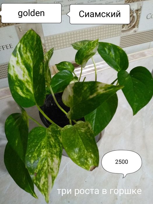 Продам Сциндапсусы