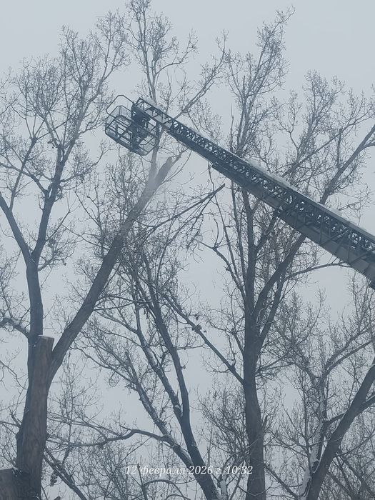 Спил деревьев обрезка плодовых деревьев