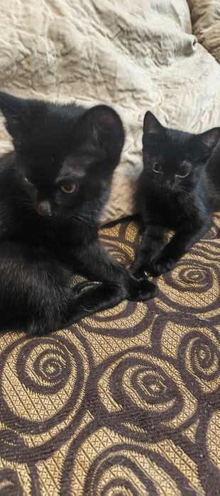 Отдам кота и кошку,живут в доме,на улице тоже хорошо им