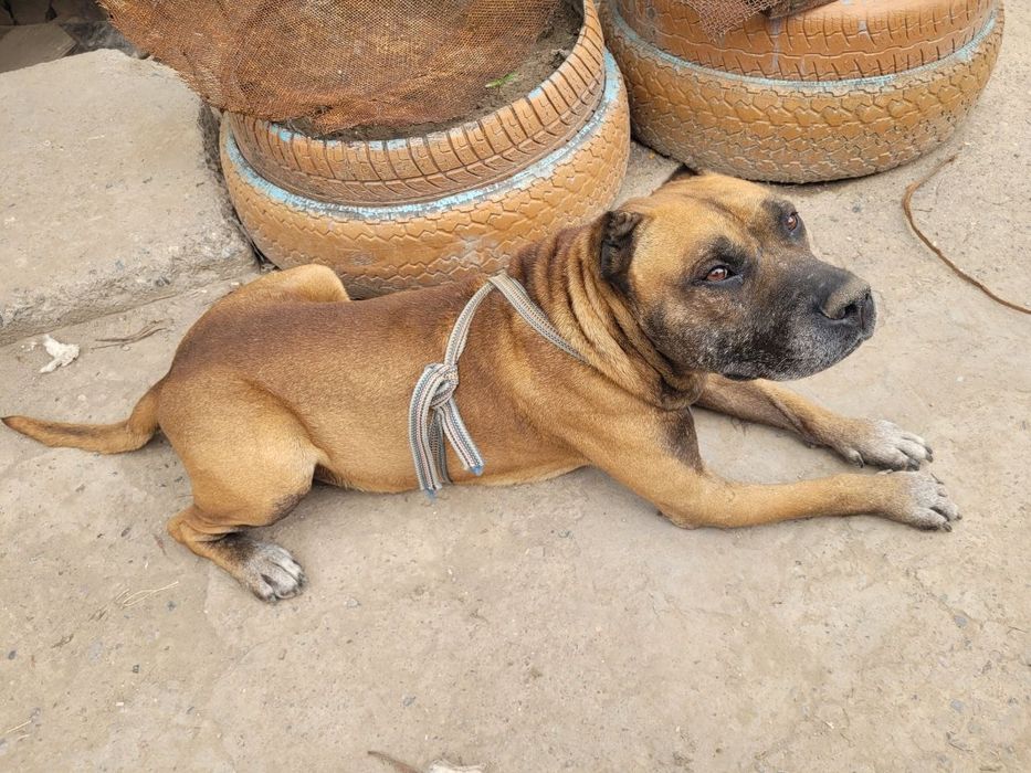 Продаёться стапр послушный и добрый  800.000 договорная