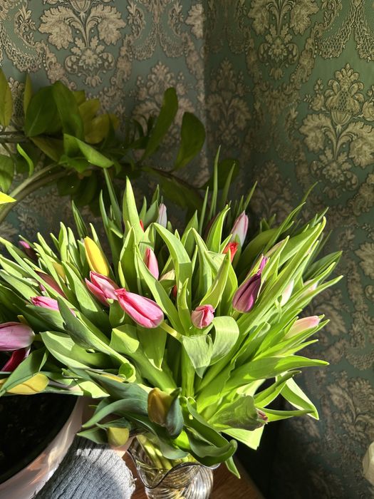 Тюльпан оптом от 300 шт