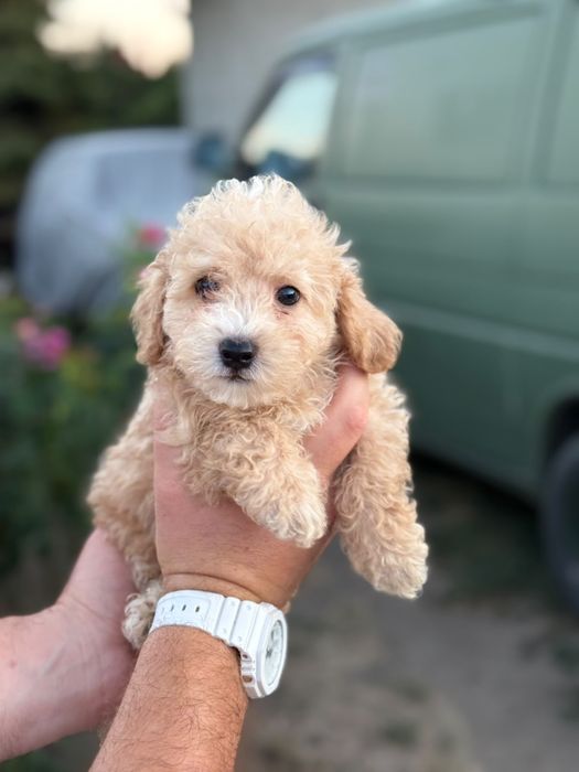 Maltipoo toy băiețel