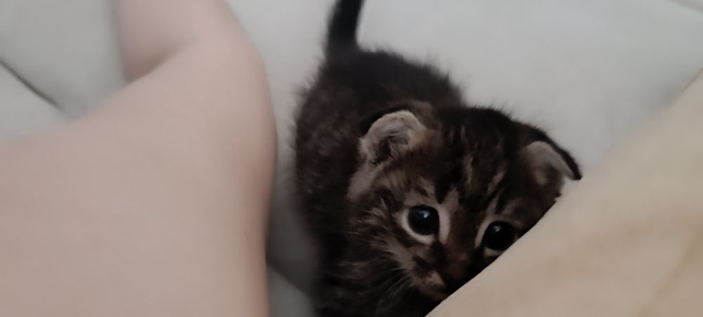 Котенок девочка 1,5 мес