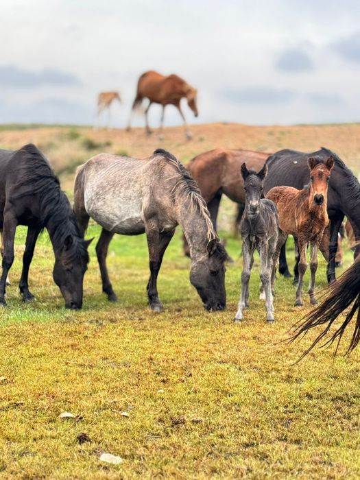 Бие сатылады сартөбе