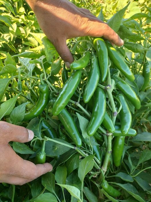 Tehnolig hizmati bibar halapeno kanserva qilish