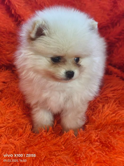 Очаровательные щенки шпица.