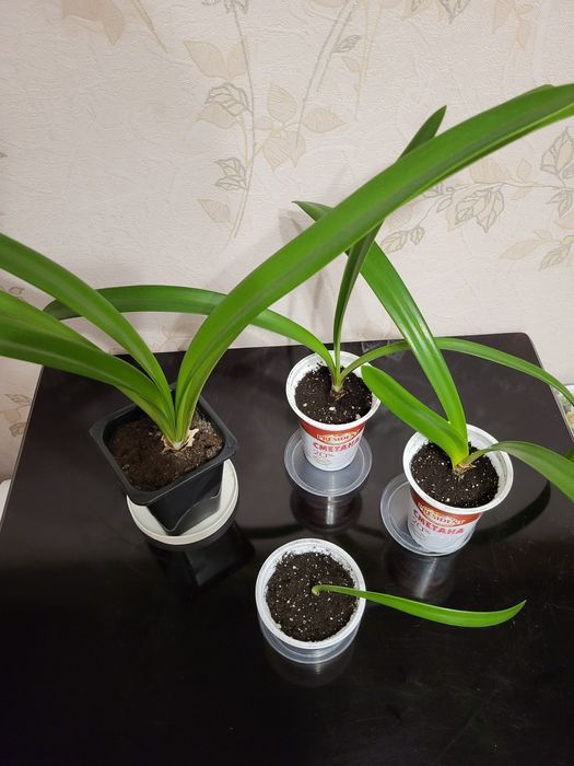 Продам гиппеаструм