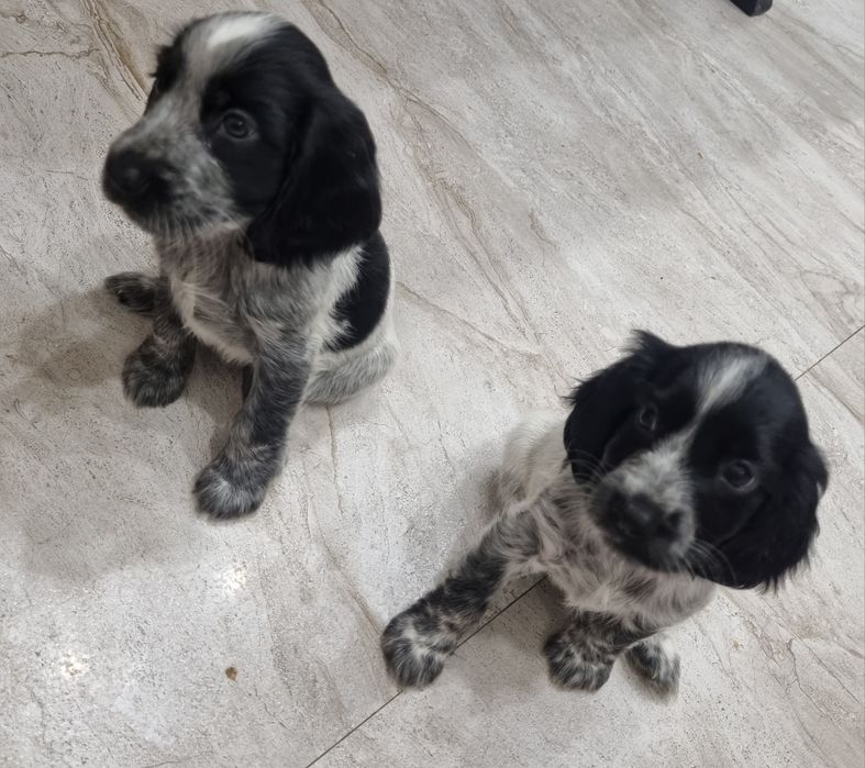 Продаются щенки русского спаниеля