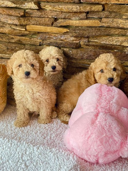 Мини пудел - пудел