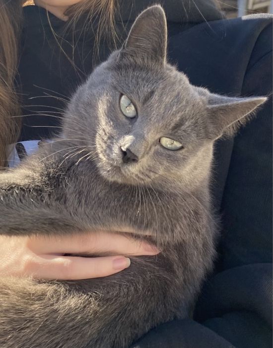 Потерялась кошка