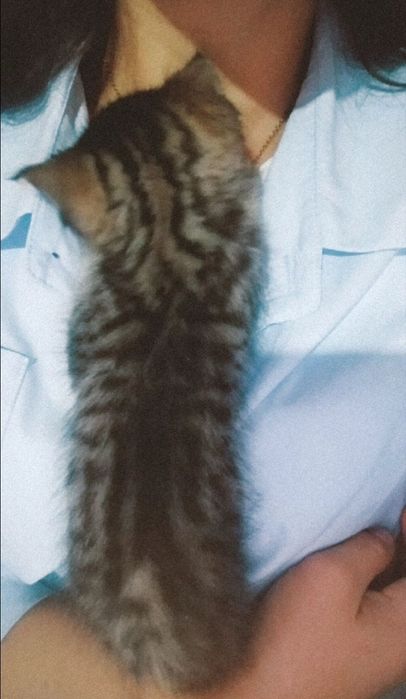 Придается котенки