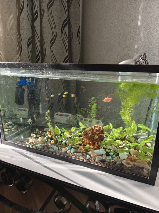 Аквариум, два аквариума