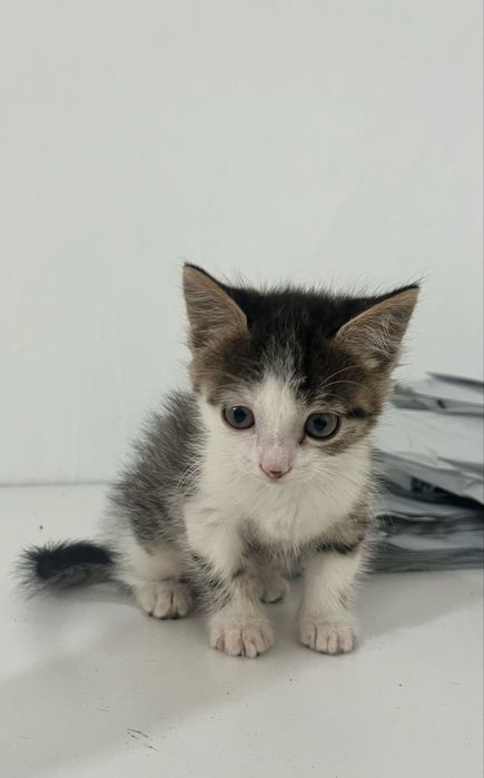 Бесплатно Котенок девочка только в добрые руки