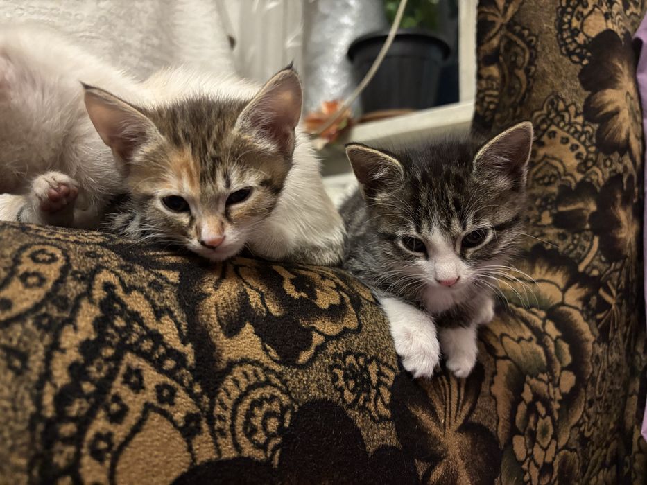 Котята девочки в добрые руки