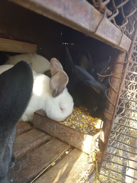 Iepuri masculi si pui de iepuri