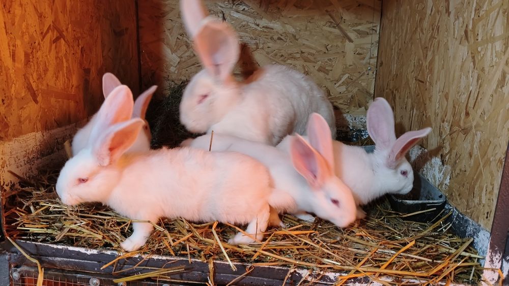 Uriaș German de vânzare