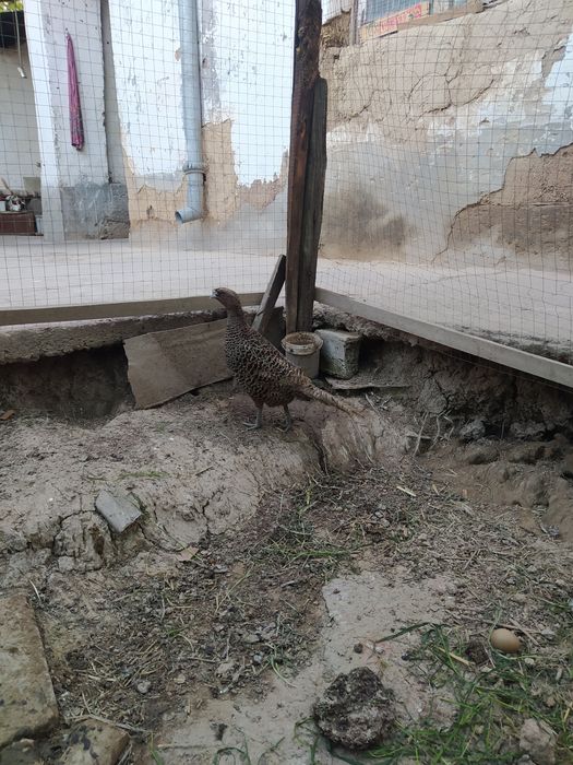 Kavkaz qirg'ovul makiyonlari sotiladi