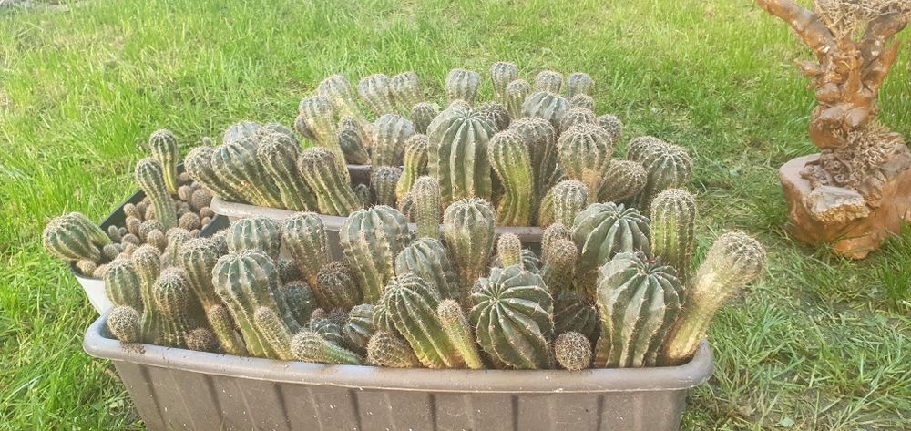 Кактусы в горшочке