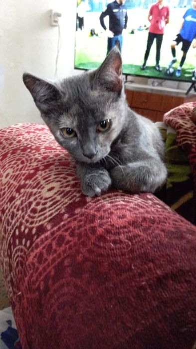 Отдам подрощеного котенка!