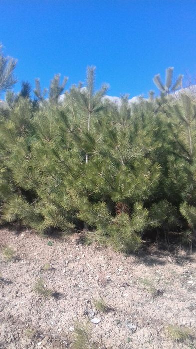 Крымские сосны продаются