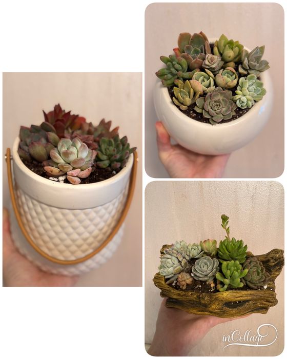 Комнатные растения