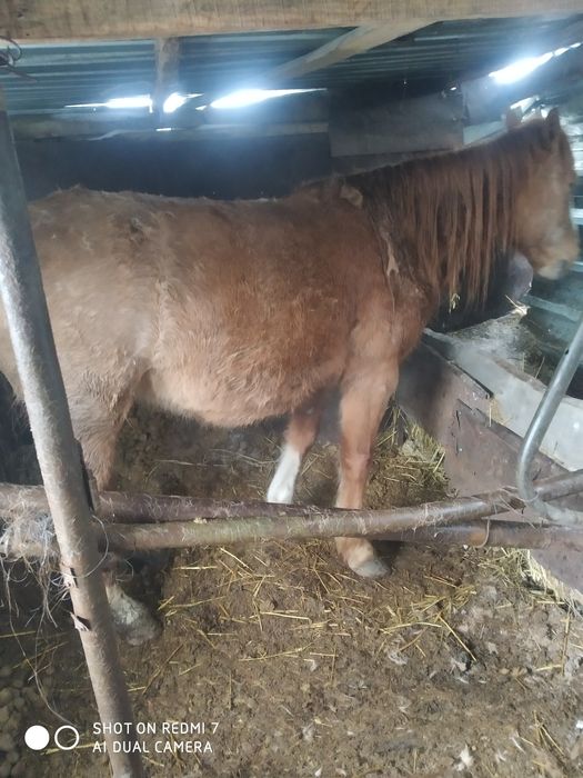 Семіз жылқы сатам